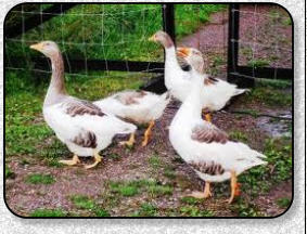 G�ssk�tsel var viktig